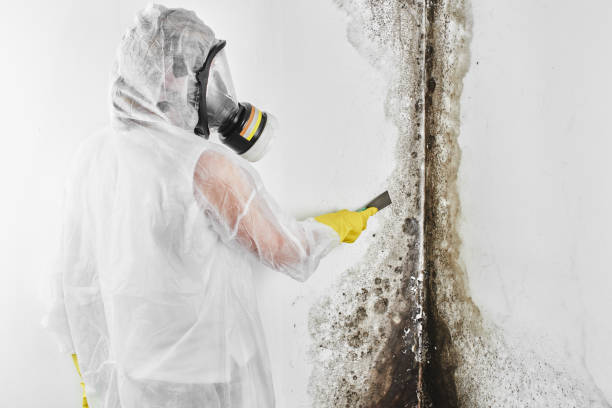 Reliable Jourdanton, TX Mold Remediation Solutions
