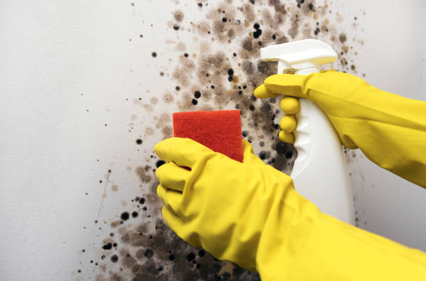 Best Basement Mold Remediation in Jourdanton, TX
