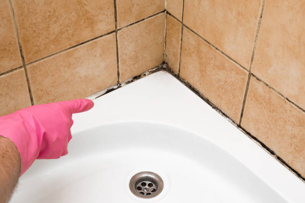 Best DIY Mold Remediation Support Services in Jourdanton, TX